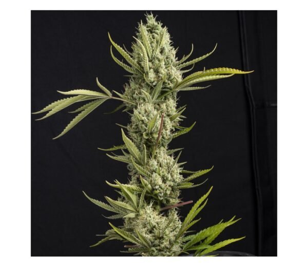 AK-47 AUTO GRANEL