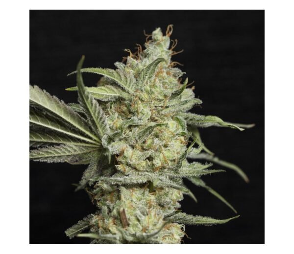 AMNESIA ORIGINAL GRANEL