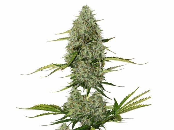 AUTO CRITICAL GRANEL