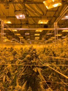 armario de cultivo indoor con plantas de marihuana iluminadas por LED