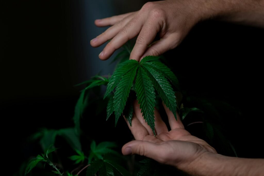 Cultivo de marihuana