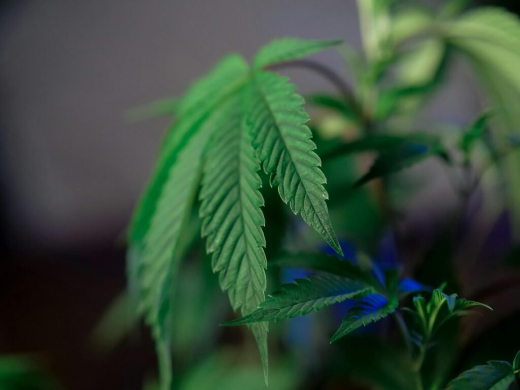 Planta de marihuana con fertilizante