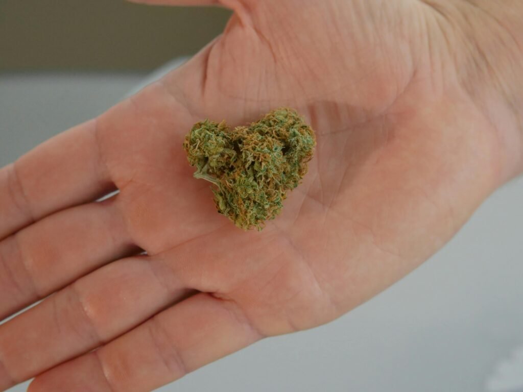 Mano sosteniendo un cogollo de marihuana